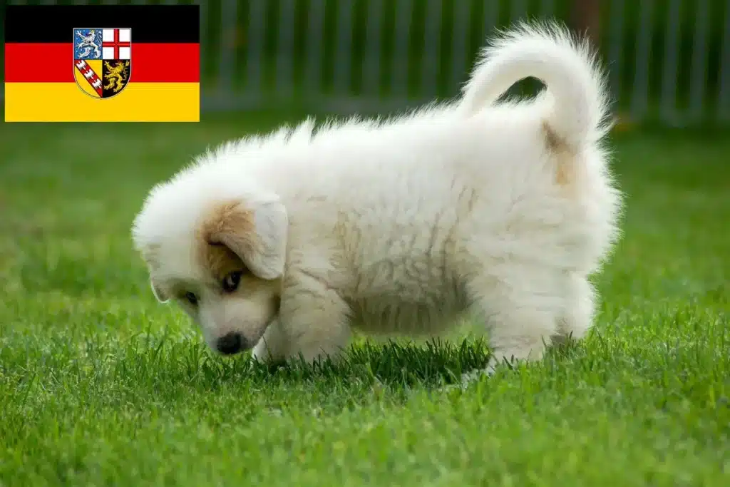 Pyrenäenberghund Züchter mit Welpen Saarland