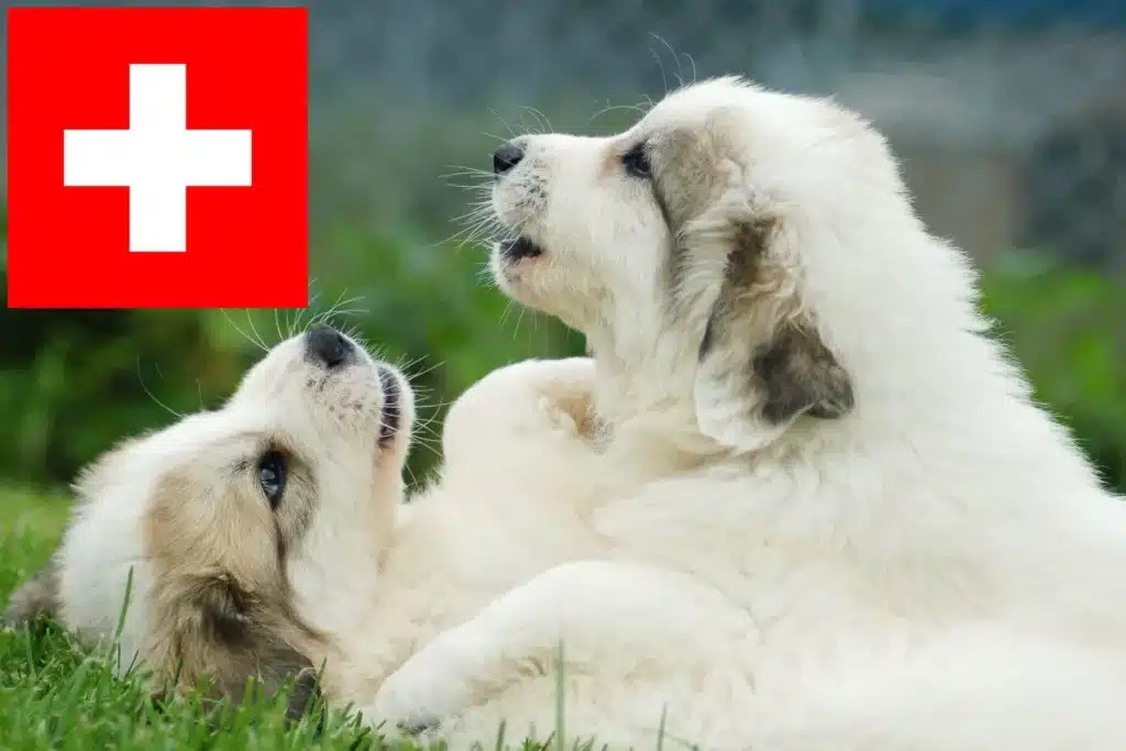 Pyrenäenberghund Züchter mit Welpen Schweiz