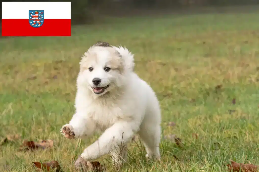 Pyrenäenberghund Züchter mit Welpen Thüringen