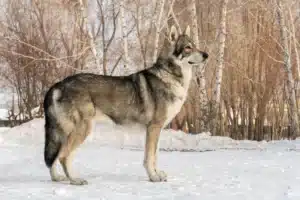Read more about the article Saarloos-Wolfhund Züchter