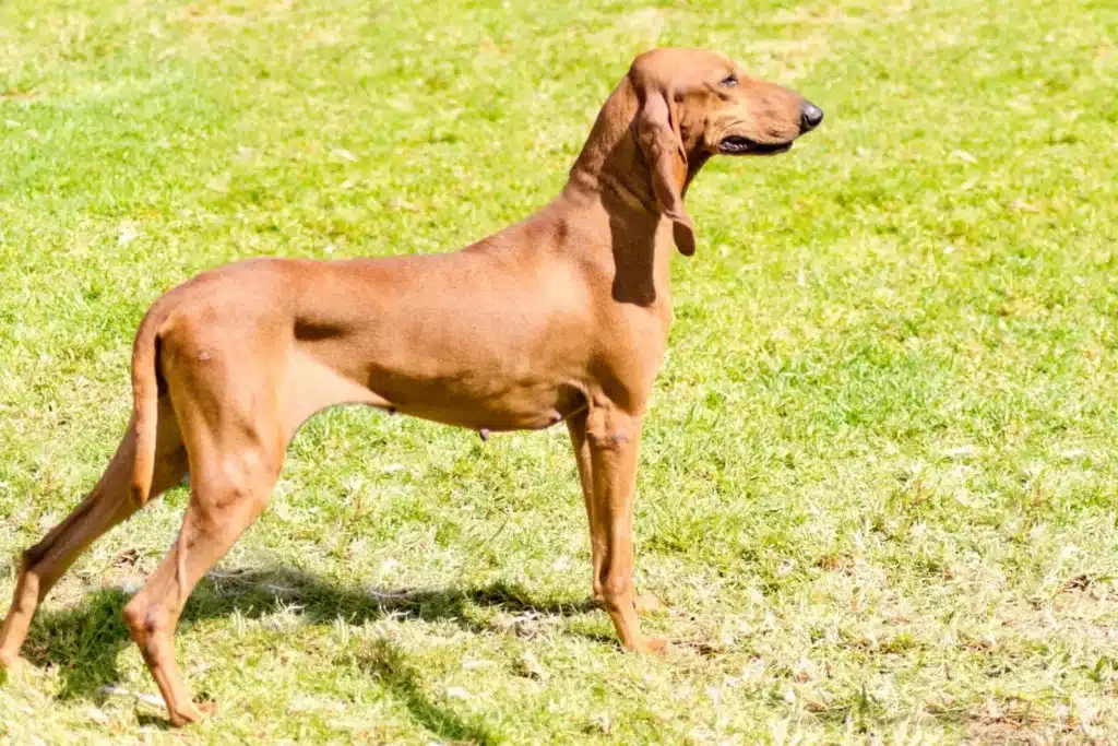 Segugio Italiano Züchter mit Welpen Berlin