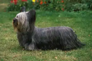 Read more about the article Skye Terrier Züchter
