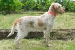 Read more about the article Spinone Italiano Züchter