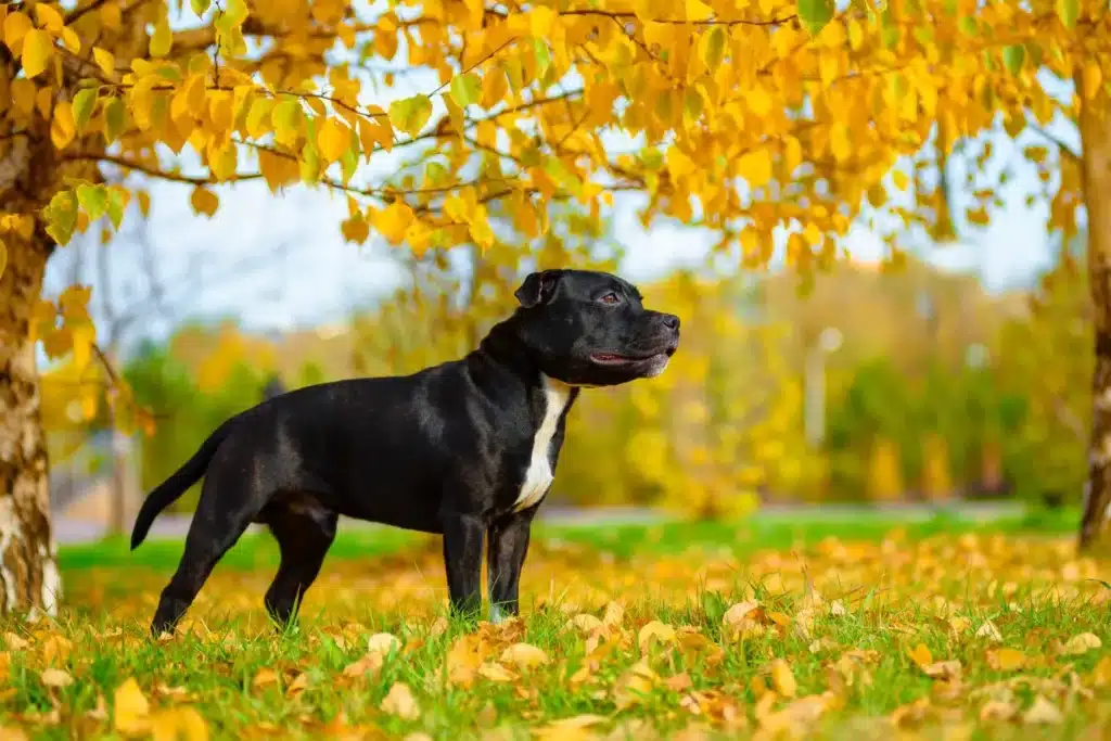 Staffordshire Bull Terrier Züchter mit Welpen Schweiz