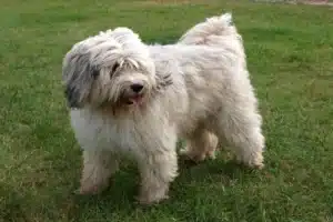 Read more about the article Tibet Terrier Züchter