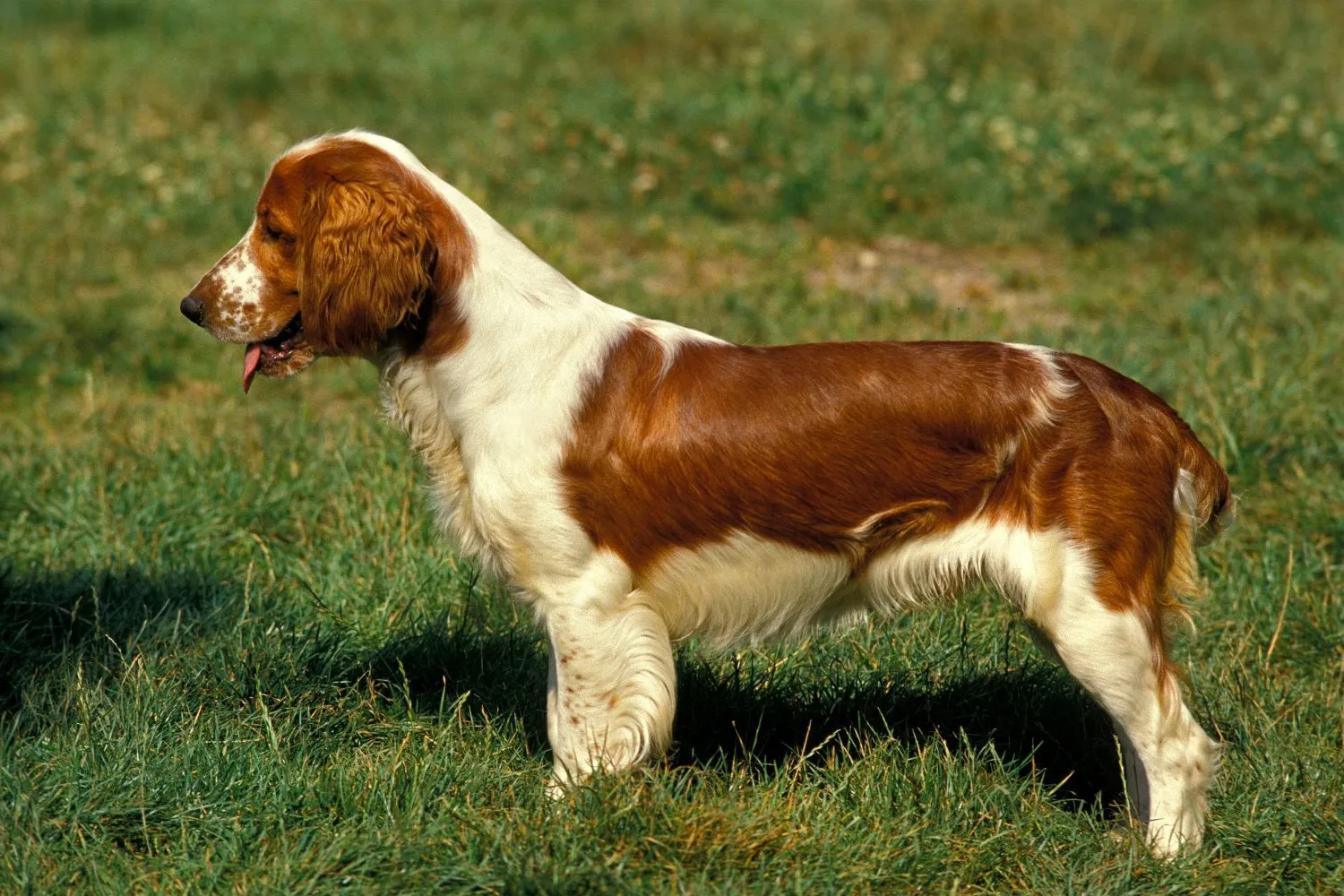 Welsh Springer Spaniel Züchter mit Welpen Schweiz