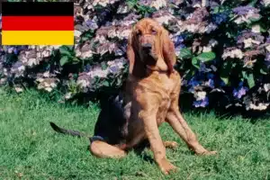 Read more about the article Bloodhound Züchter und Welpen in Deutschland
