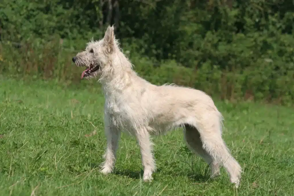 Bouvier des Ardennes Züchter mit Welpen Sachsen