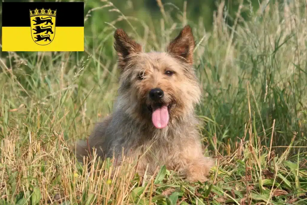 Bouvier des Ardennes Züchter mit Welpen Baden-Württemberg