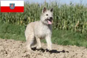 Mehr über den Artikel erfahren Bouvier des Ardennes Züchter und Welpen in Thüringen