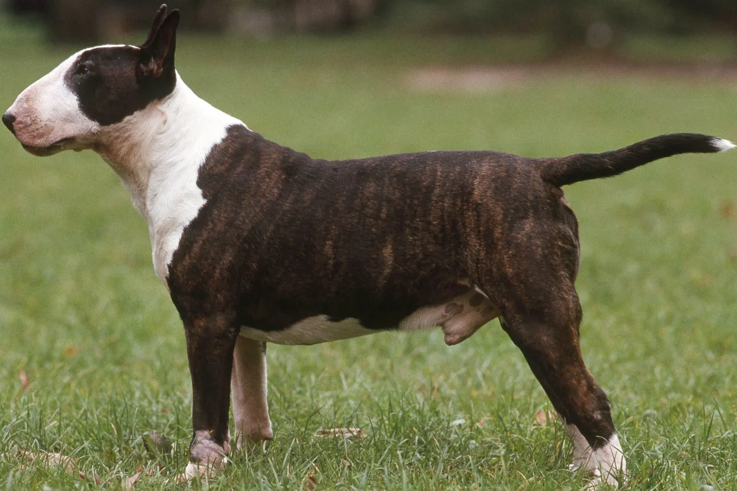 Read more about the article Bull Terrier Züchter