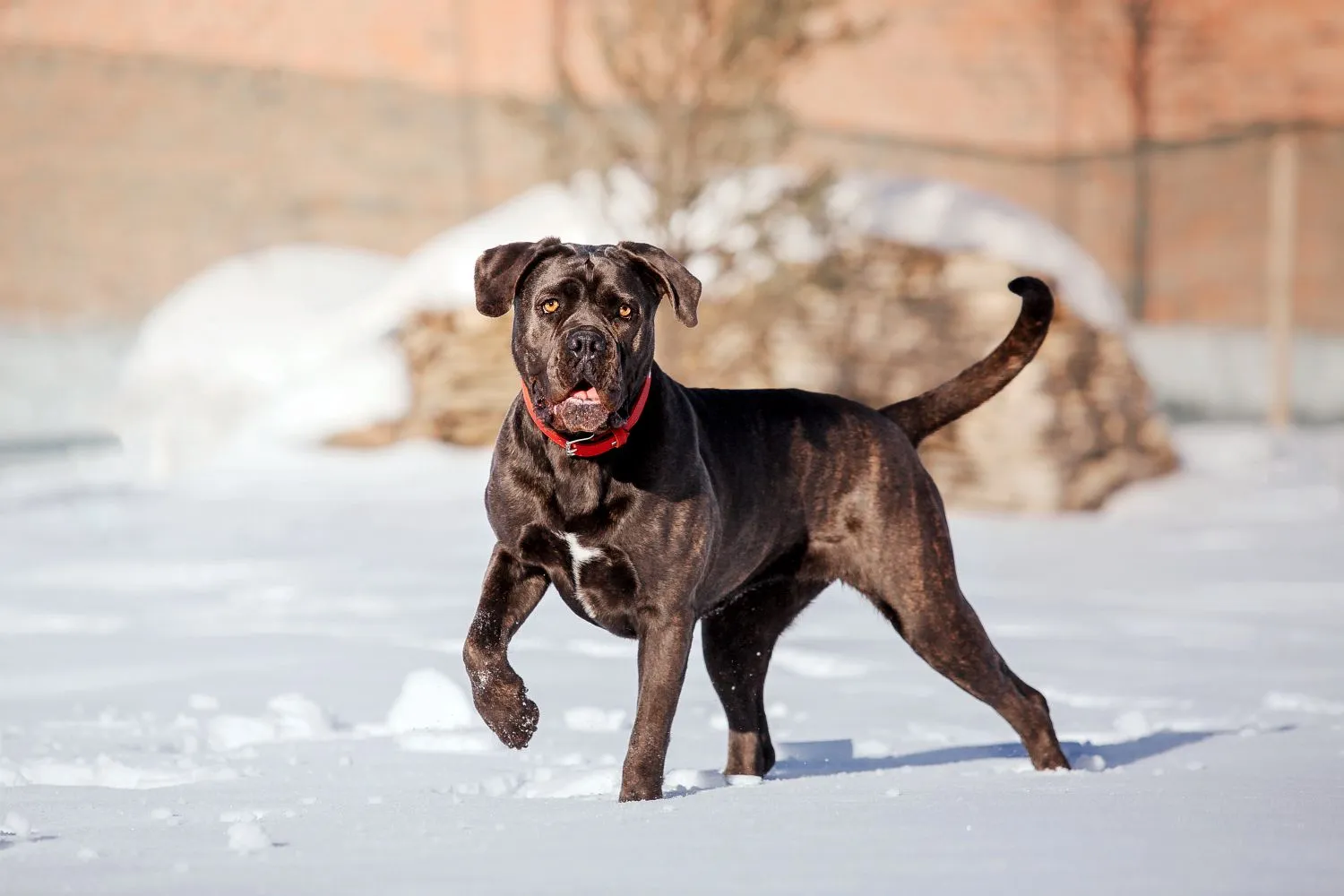 Read more about the article Cane Corso Italiano Züchter
