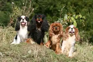 Read more about the article Cavalier King Charles Spaniel Züchter