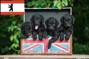 Read more about the article Curly Coated Retriever Züchter und Welpen in Berlin