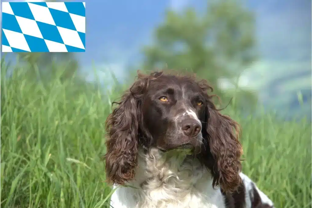 Deutscher Wachtelhund Züchter mit Welpen Bayern