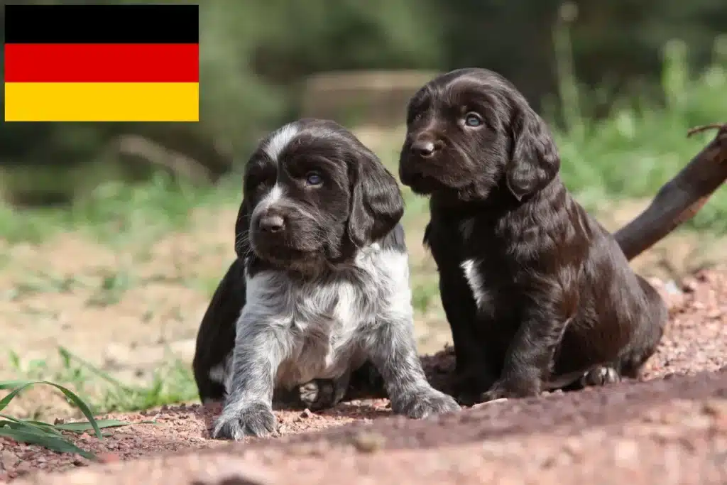 Deutscher Wachtelhund Züchter mit Welpen Deutschland