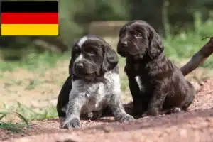 Read more about the article Deutscher Wachtelhund Züchter und Welpen in Deutschland