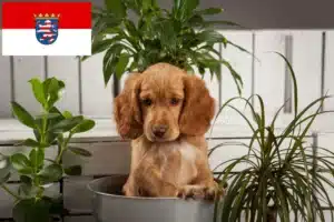 Read more about the article Deutscher Wachtelhund Züchter und Welpen in Hessen
