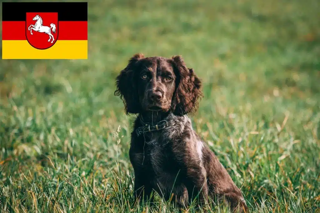 Deutscher Wachtelhund Züchter mit Welpen Niedersachsen