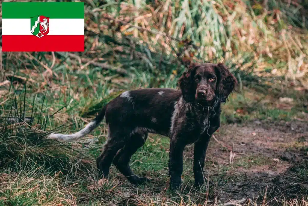 Deutscher Wachtelhund Züchter mit Welpen Nordrhein-Westfalen