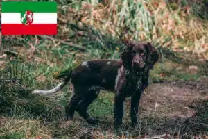 Read more about the article Deutscher Wachtelhund Züchter und Welpen in Nordrhein-Westfalen