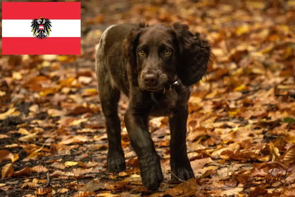Deutscher Wachtelhund Züchter mit Welpen Österreich