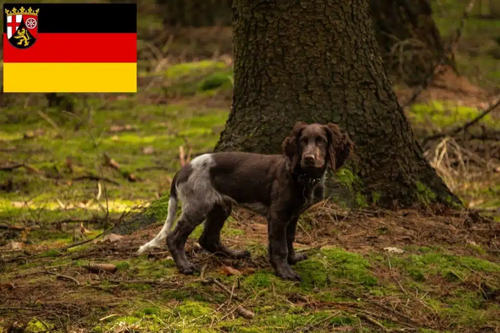 Deutscher Wachtelhund Züchter mit Welpen Rheinland-Pfalz