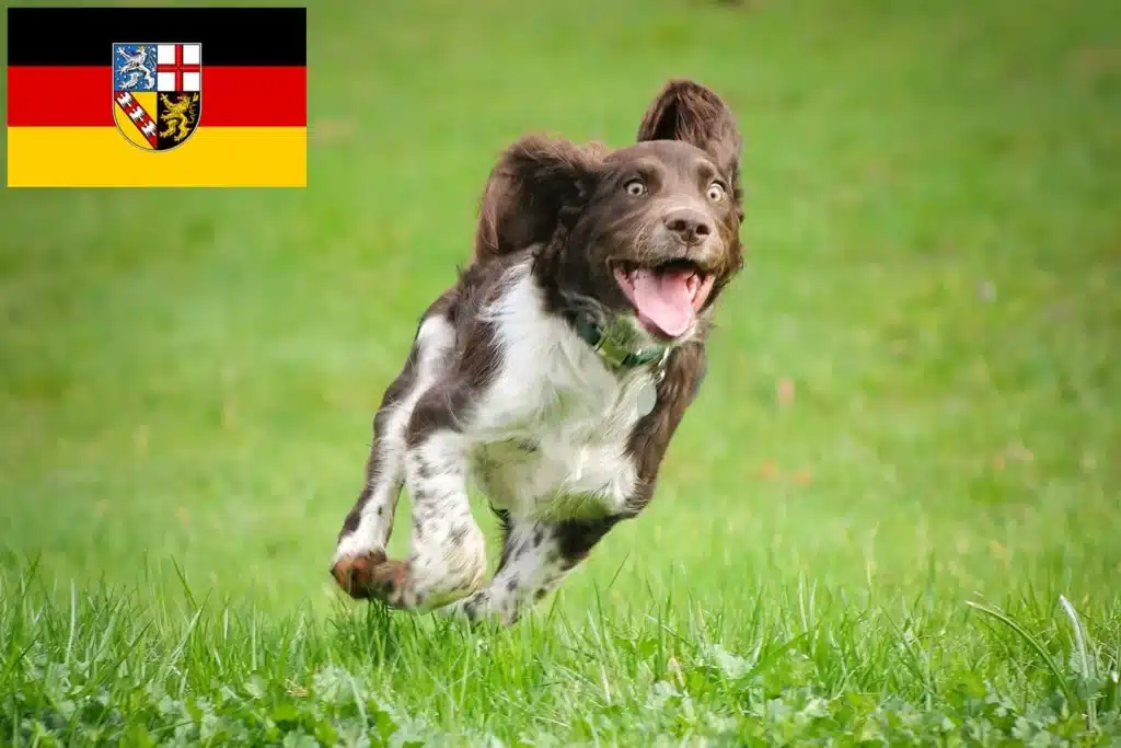 Deutscher Wachtelhund Züchter mit Welpen Saarland