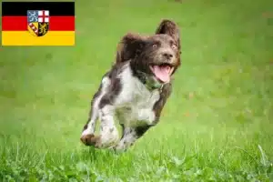 Read more about the article Deutscher Wachtelhund Züchter und Welpen im Saarland