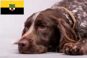 Read more about the article Deutscher Wachtelhund Züchter und Welpen in Sachsen-Anhalt