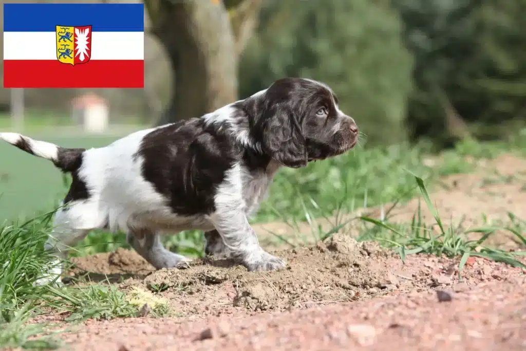 Deutscher Wachtelhund Züchter mit Welpen Schleswig-Holstein