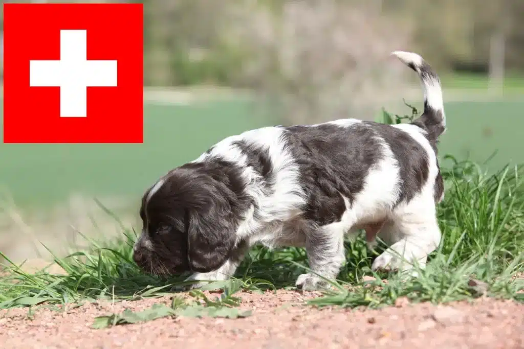 Deutscher Wachtelhund Züchter mit Welpen Schweiz