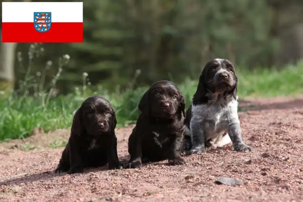 Deutscher Wachtelhund Züchter mit Welpen Thüringen