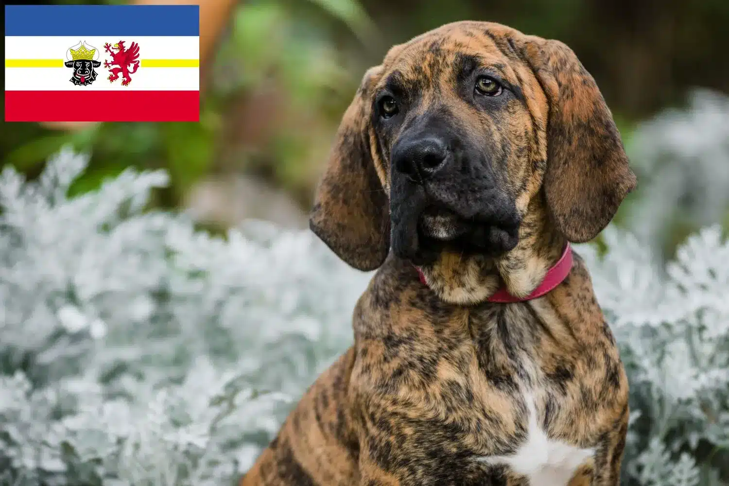 Fila Brasileiro Züchter und Welpen in MecklenburgVorpommern DogWeb