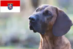 Read more about the article Hannoverscher Schweißhund Züchter und Welpen in Hessen