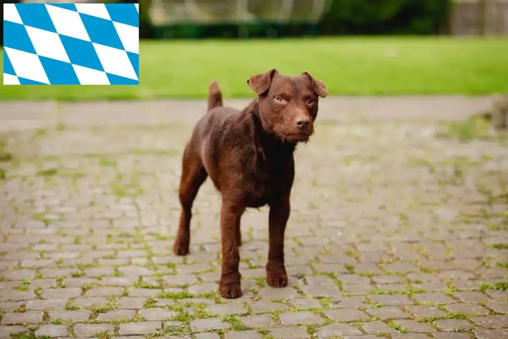 Patterdale Terrier Züchter mit Welpen Bayern