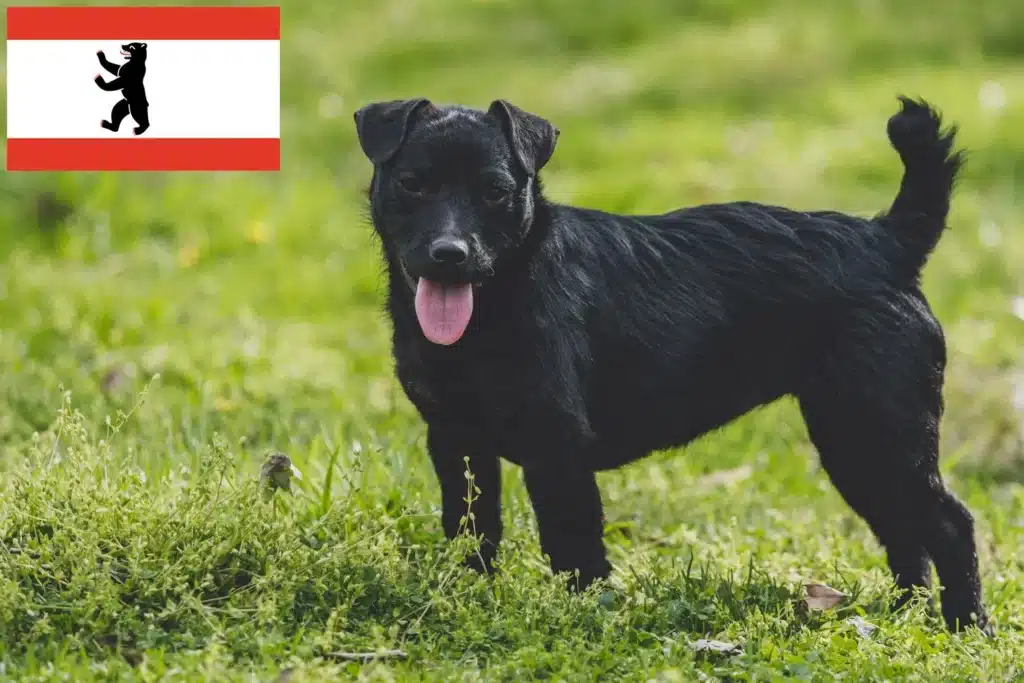 Patterdale Terrier Züchter mit Welpen Berlin
