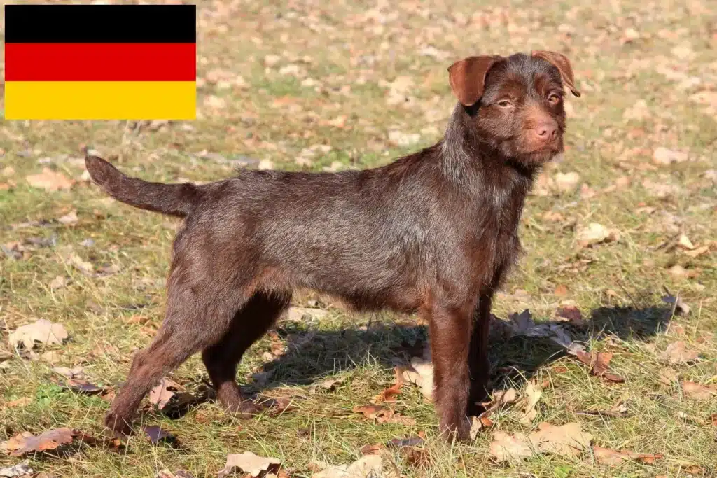 Patterdale Terrier Züchter mit Welpen Deutschland