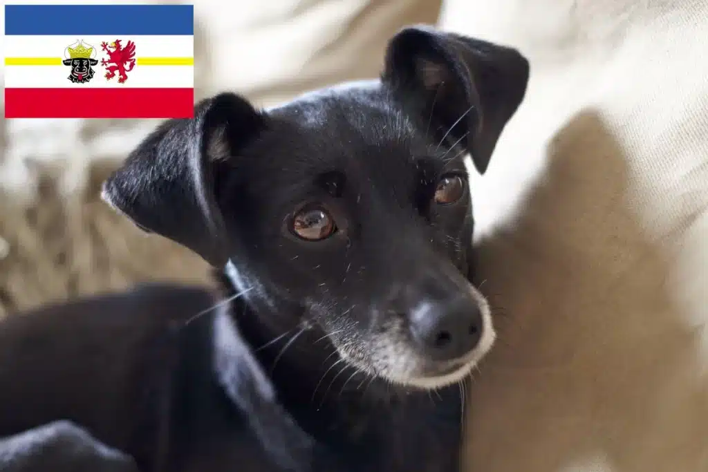 Patterdale Terrier Züchter mit Welpen Mecklenburg-Vorpommern