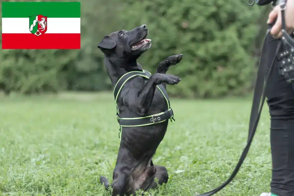 Patterdale Terrier Züchter mit Welpen Nordrhein-Westfalen