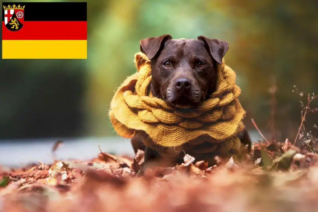 Patterdale Terrier Züchter mit Welpen Rheinland-Pfalz