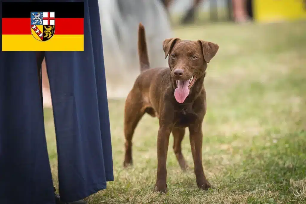 Patterdale Terrier Züchter mit Welpen Saarland