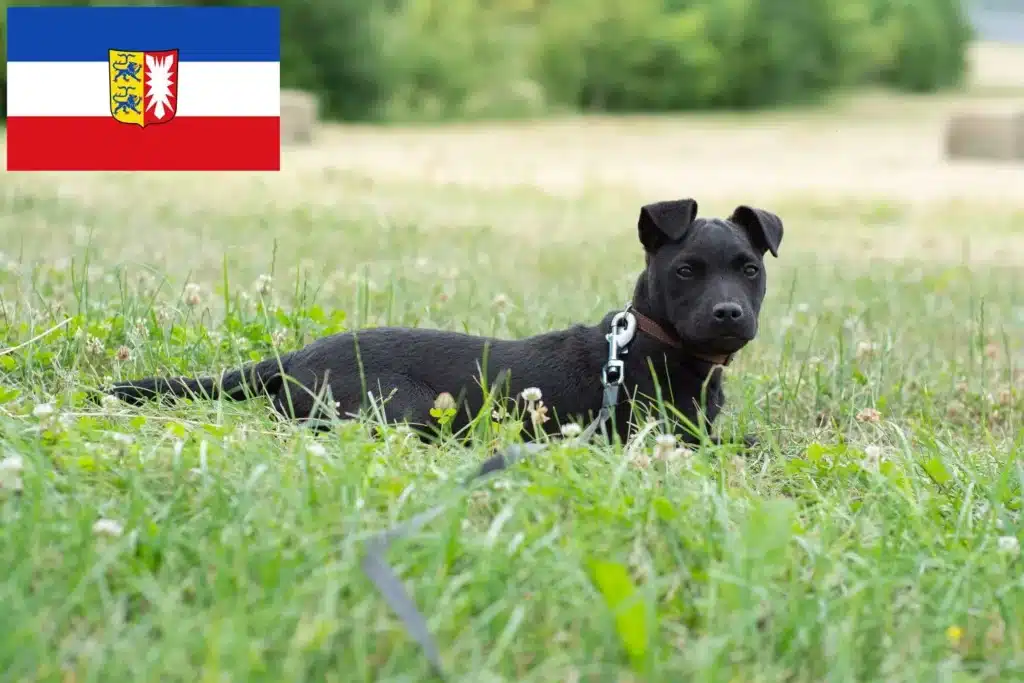 Patterdale Terrier Züchter mit Welpen Schleswig-Holstein