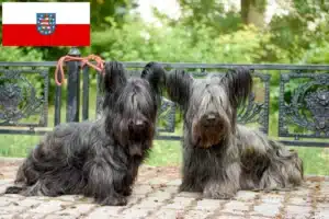 Read more about the article Skye Terrier Züchter und Welpen in Thüringen