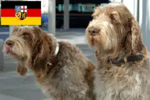 Read more about the article Spinone Italiano Züchter und Welpen im Saarland