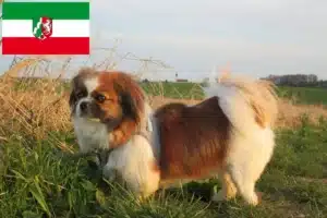 Read more about the article Tibet-Spaniel Züchter und Welpen in Nordrhein-Westfalen