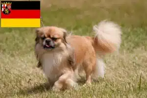 Read more about the article Tibet-Spaniel Züchter und Welpen in Rheinland-Pfalz