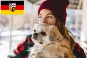 Read more about the article Tibet-Spaniel Züchter und Welpen im Saarland