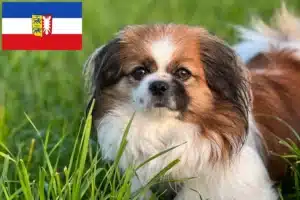 Read more about the article Tibet-Spaniel Züchter und Welpen in Schleswig-Holstein