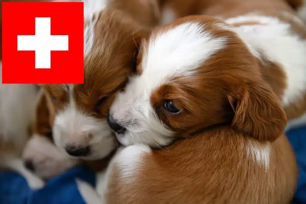 Welsh Springer Spaniel Züchter mit Welpen Schweiz